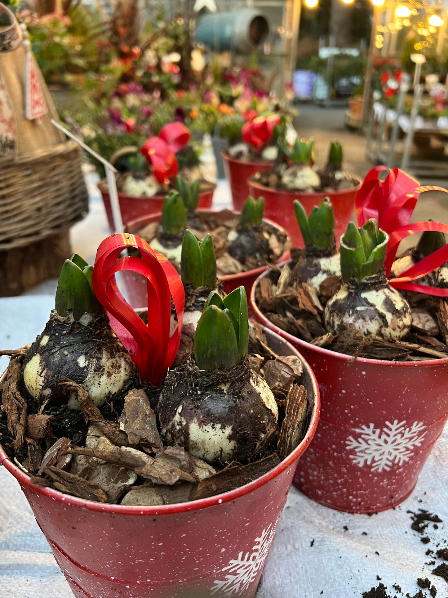 Christmas Hyacinth pot